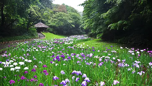 Irises and deep greenery in the Inner Garden at Meiji Jingu